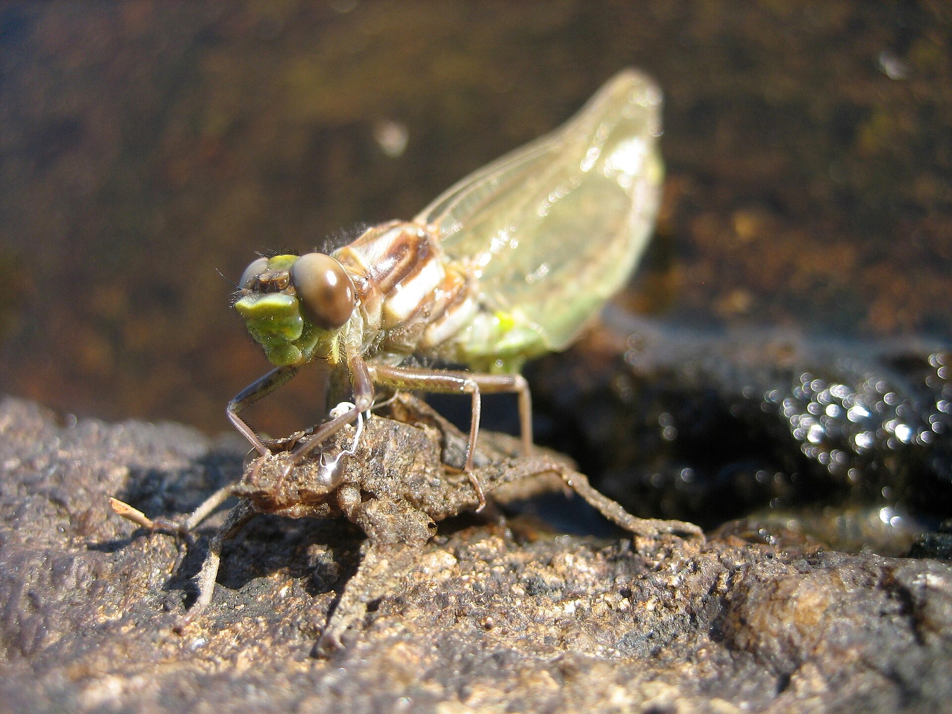 Dragonfly's 2028 Mission. Related source image: Dragonfly emerging